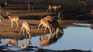 Impala antilopları (Aepyceros melampus) öğleden sonra saatlerinde içme suyu, Kruger Ulusal Parkı, Güney Afrika
