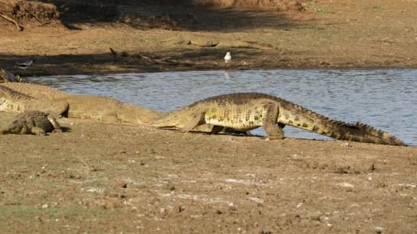 Velký Krokodýl Nilský Crocodylus Niloticus Vynořující Vody Kruger National Park — Stock video