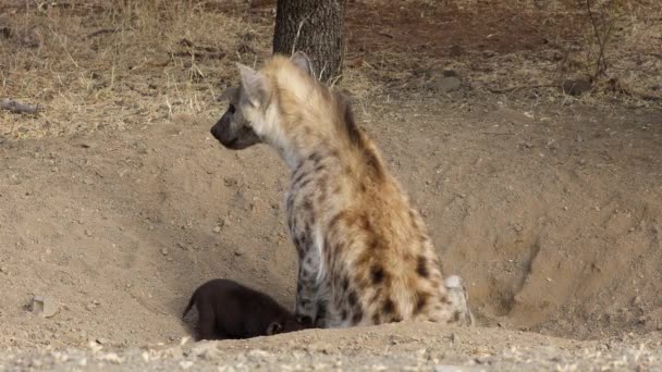 Spotted Hyena Crocuta Crocuta Her Den Young Cubs Kruger National — Stock Video