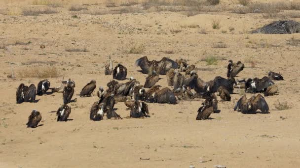 Vitrygga Gamar Gyps Africanus Som Solar Kruger National Park Sydafrika — Stockvideo