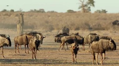 Mavi antilop (Connochaetes taurinus) kurak bir nehir yatağında yürüyor, Kalahari Çölü, Güney Afrika