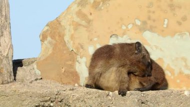 Güney Afrika 'da bir kayanın üzerinde güneşlenen bir kaya örtüsü (Procavia capensis).