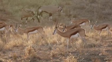 Springbok ve Gemsbok antilopları öğleden sonra vakti gün ışığında yürüyorlar, Kalahari Çölü, Güney Afrika