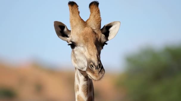 Nahaufnahme Einer Giraffe Giraffa Camelopardalis Südafrika — Stockvideo