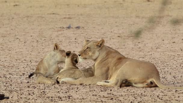 南非喀拉哈里沙漠 一头狮子 美洲豹狮子座 带着顽皮的幼崽 — 图库视频影像