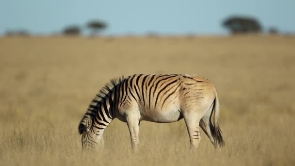 Slätterna Zebra Equus Burchelli Betar Gräsmark Mokala Nationalpark Sydafrika — Stockvideo