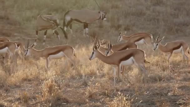 南非卡拉哈里沙漠 斯普林博克和吉姆斯博克羚羊在黄昏时分散步 — 图库视频影像