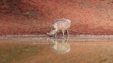 Bir yaban domuzu (Phacochoerus africanus) bir su birikintisinde içiyor, Mokala Ulusal Parkı, Güney Afrika