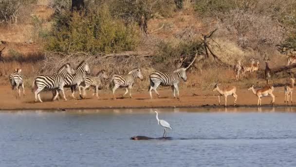 Alerta Antílopes Impala Cebras Llanuras Con Una Garza Hipopótamo Movimiento — Vídeos de Stock