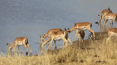 Impala antilopları (Aepyceros melampus) içme suyu, Kruger Ulusal Parkı, Güney Afrika