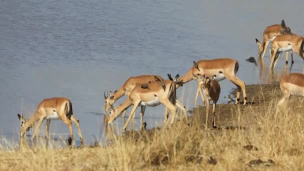 Impala Antílopes Aepyceros Melampus Água Potável Kruger National Park África — Vídeo de Stock