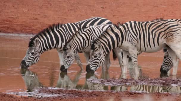 Plains Zebras Equus Burchelli Trinken Einem Wasserloch Mokala National Park — Stockvideo