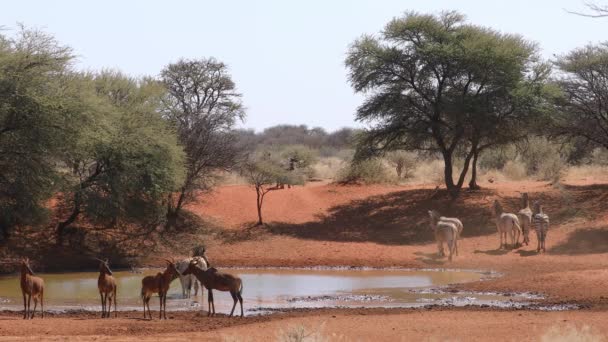 Plains Zebras Und Sessebe Antilopen Einem Wasserloch Mokala National Park — Stockvideo