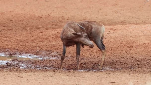 Une Antilope Tsessebe Damaliscus Lunatus Jouant Dans Boue Dans Trou — Video