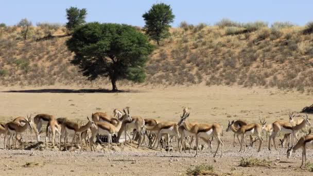 Manada Antílopes Springbok Antidorcas Marsupialis Pozo Agua Desierto Kalahari Sudáfrica — Vídeos de Stock