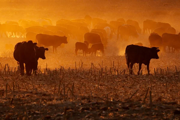 Silhouette Bestiame Ruspante Che Cammina Campo Polveroso Tramonto Sud Africa — Foto Stock