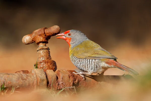 Grönbevingad Pytilia Pytilia Melba Hankön Som Dricker Vatten Från Läckande — Stockfoto