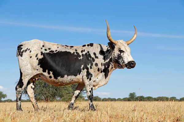 Vaca Nguni Raza Ganado Autóctono Sudáfrica Una Granja Rural — Foto de Stock