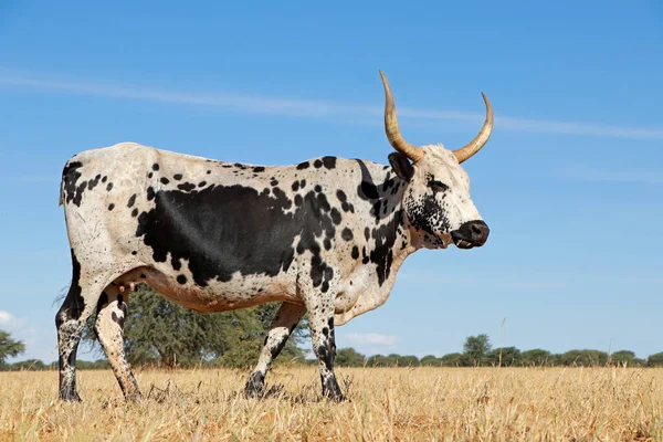 Nguni Kráva Původní Plemeno Skotu Jižní Afriky Venkovské Farmě — Stock fotografie