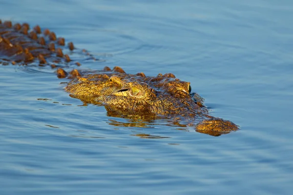 Portretul Unui Crocodil Mare Nil Crocodylus Niloticus Apă Parcul Național — Fotografie, imagine de stoc