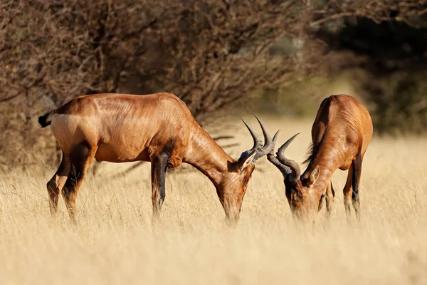 Dvojice Červených Hartebeest Alcelaphus Buselaphus Pastvinách Národní Park Mokala Jihoafrická — Stock fotografie