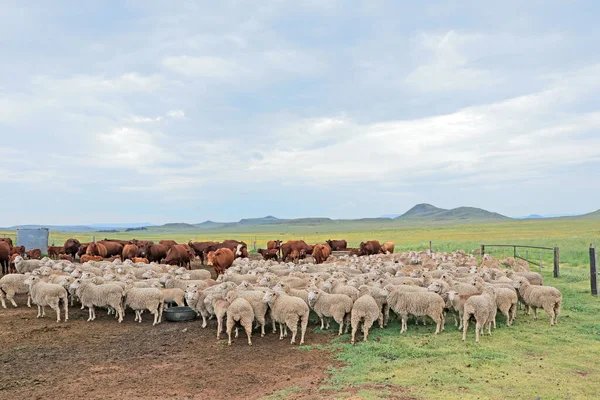 Volný Range Merino Ovce Skot Přírodním Pohoří Venkově Jihoafrické Farmě — Stock fotografie