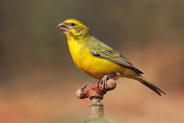 Male Yellow Canary Crithagra Flaviventris Perched Tap South Africa — Stock Photo, Image