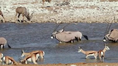 Kudu, gemsbok ve Springfield antilopları bir su birikintisinde içiyorlar, Etosha Ulusal Parkı, Namibya
