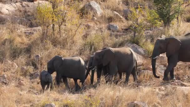 Стадо Африканських Слонів Loxodonta Africana Ходить Черзі Національний Парк Крюгер — стокове відео