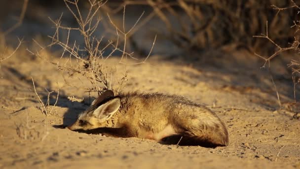 Lis Nietoperzowaty Otocyon Megalotis Środowisku Naturalnym Pustynia Kalahari Republika Południowej — Wideo stockowe