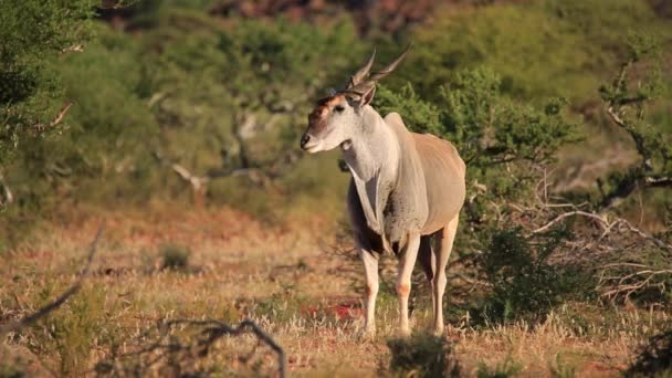 羚羊南非自然栖息地中警惕的羚羊 羚羊角羚羊 — 图库视频影像