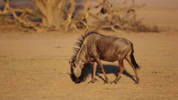 Utfodring Blå Gnuer Connochaetes Taurinus Med Medföljande Wattled Starar Kalahari — Stockvideo