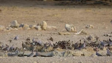 Cape Sparrows ve Cape Turtle güvercinleri Güney Afrika 'daki Kalahari çölünde su içiyorlar.