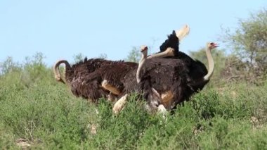 Doğal habitat, Kalahari Çölü, Güney Afrika 'da devekuşu (Struth io camelus) grubu