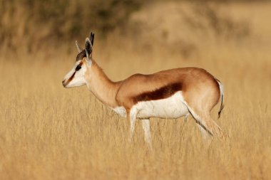 Çayır, Mokala Ulusal Parkı, Güney Afrika 'da bir springbok antidorcas marsupialis (Antidorcas marsupialis).