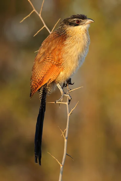 Μια Burchells Coucal Centropus Burchellii Σκαρφαλωμένο Ένα Υποκατάστημα Kruger National — Φωτογραφία Αρχείου