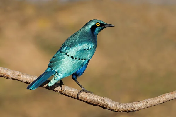 Greater Blue Eared Starling Lamprotornis Chalybaeus Perched Branch Kruger National — Stock Photo, Image