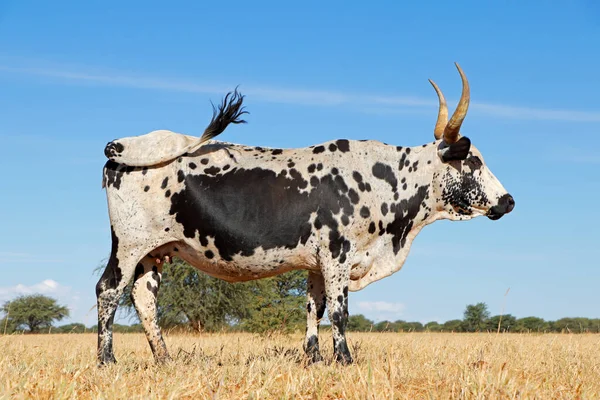 Vaca Nguni Raça Bovina Indígena África Sul Uma Fazenda Rural — Fotografia de Stock