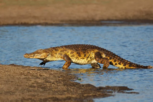 물에서 올라오고 나일악어 Crocodylus Niloticus 남아프리카 공화국 크루거 — 스톡 사진