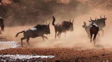 Oyuncu mavi antilop (Connochaetes taurinus) toz içinde koşuyor, Mokala Ulusal Parkı, Güney Afrika