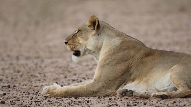 非洲女狮子 Panthera Leo 在南非卡拉哈里沙漠自然栖息地休息 — 图库视频影像