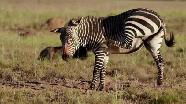 Una Cebra Montaña Del Cabo Equus Zebra Irritada Por Moscas — Vídeo de stock