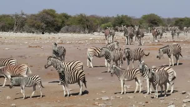 Cebras Planas Equus Burchelli Caminando Ambiente Árido Parque Nacional Etosha — Vídeos de Stock