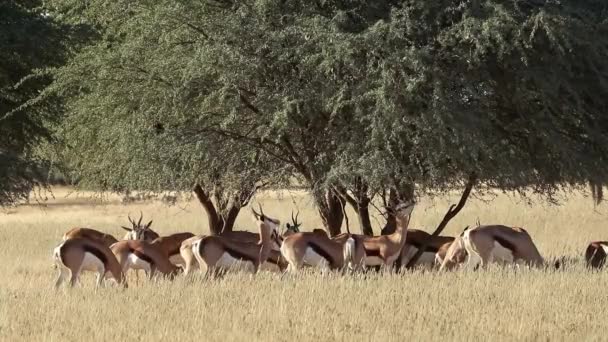 Manada Antílopes Springbok Antidorcas Marsupialis Hábitat Natural Kalahari Sudáfrica — Vídeos de Stock