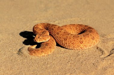 Güney Afrika 'daki Kalahari Çölü' nde savunma pozisyonunda bir boynuzlu yılan (Bitis caudalis).