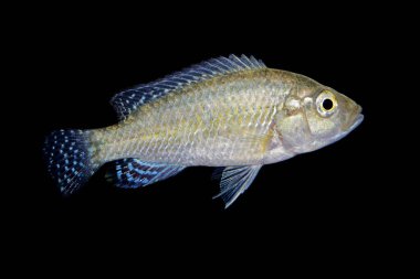 Siyah üzerine izole bir güney ağızlık cichlid (Pseudocrenilabrus philander)