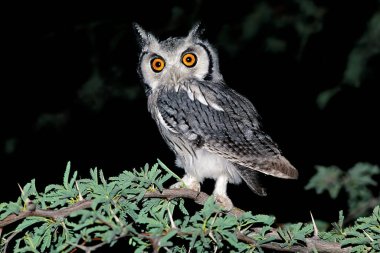 Beyaz yüzlü bir baykuş (Otus leucotis) geceleyin bir ağaçta oturur, Güney Afrika