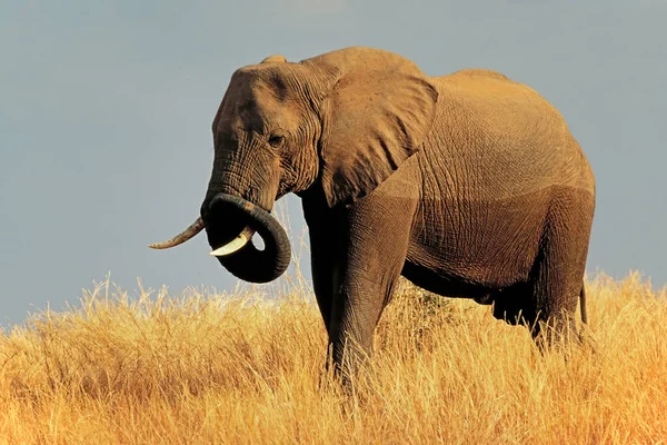 Grande Elefante Touro Africano Loxodonta Africana Pastagens Parque Nacional Matusadona — Fotografia de Stock