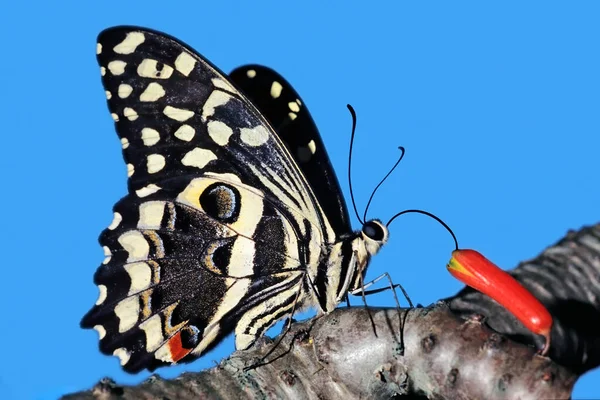 Papillon Hirondelle Des Agrumes Papilio Demodocus Coloré Nourrissant Une Fleur — Photo