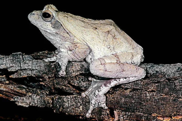 Una Rana Nido Schiuma Chiromantis Xerampelina Mimetizzata Sulla Corteccia Albero — Foto Stock